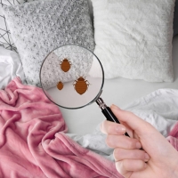 Αλλεργία στα ακάρεα